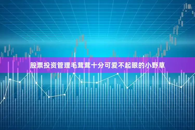 股票投资管理毛茸茸十分可爱不起眼的小野草